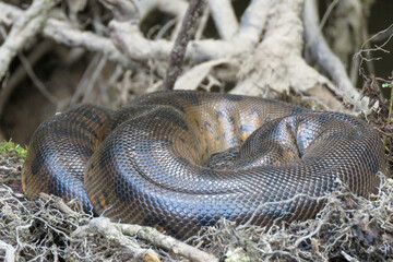 close up of a snake