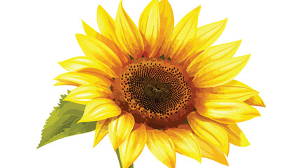 Aromatic sunflower on white background Vector style Vector
