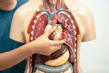 Student teenage learning anatomy biology with human body model in classroom at high school.