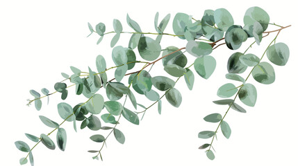 Artificial eucalyptus on white background Vector style