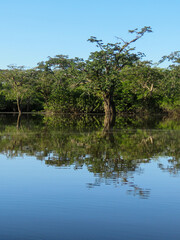 amazon river and rainforest