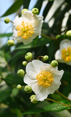 Beautiful close-up of carpenteria californica