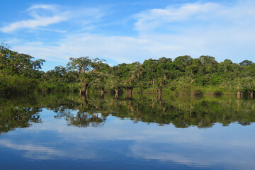 Fototapeta premium amazon river and rainforest