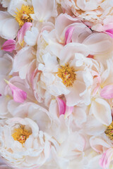Beautiful fresh pastel pink and white peonies in full bloom and peony petals, top view. Natural flowery texture for background.