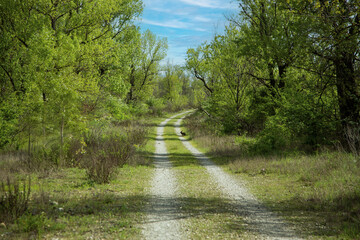 Picturesque forest scene with winding road