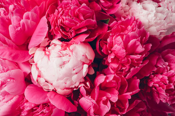 Beautiful colorful pink peony flowers in full bloom, close up. Natural floral texture for...