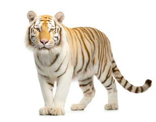 Albino Tiger auf vier beinen isoliert auf weißen Hintergrund, Freisteller 