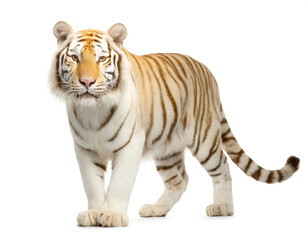 Obraz premium Albino Tiger auf vier beinen isoliert auf weißen Hintergrund, Freisteller 