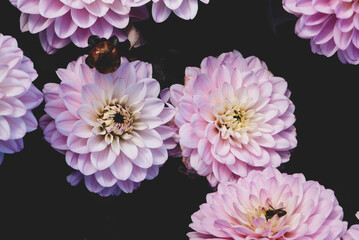 Beautiful pastel pink dahlia flowers in full bloom in the garden, close up. Natural floral...