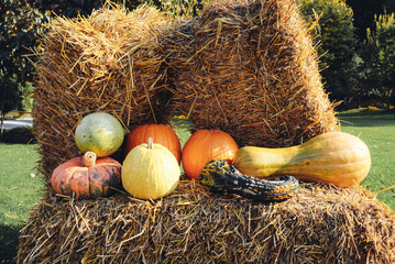 Freshly picked colorful pumpkins and gourds at farmers market. Autumn harvest seasonal vegetables.