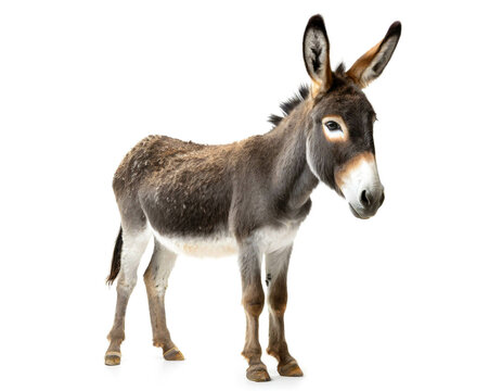esel auf vier beinen isoliert auf wei&szlig;en Hintergrund, Freisteller
