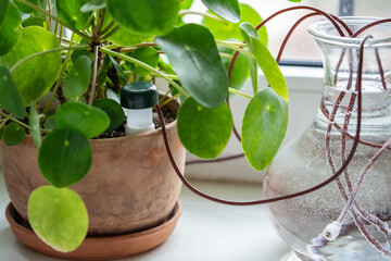 Self watering system. Drip irrigation system made of silicone tubing for potted Pilea plant in case...