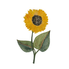 Decorative yellow sunflower, watercolor isolated object on white background