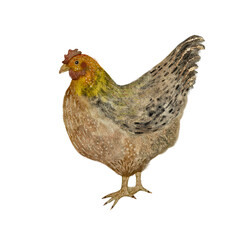 Brown decorative chicken, watercolor illustration decorated with gold, isolated on white background