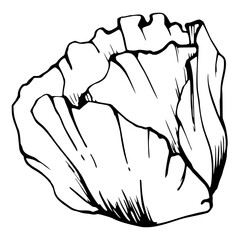 Vector set of elements with hand drawn peony poppy flowers. Isolated on white background. Botanical graphic illustration. Design for invitations, wedding, love or greeting cards, paper, print, textile