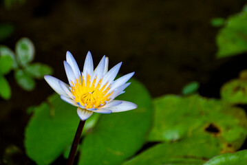 Tropical Water Lily Daubeniana, Lotus flower