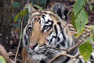 Tigre du Bengale (Panthera Tigris Tigris) dans le parc national de Bandhavgarh , Madhya Pradesh , Inde