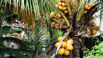 Coconut cluster on Coconut tree.