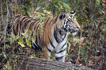 Tigre du Bengale (Panthera Tigris Tigris) dans le parc national de Bandhavgarh , Madhya Pradesh , Inde