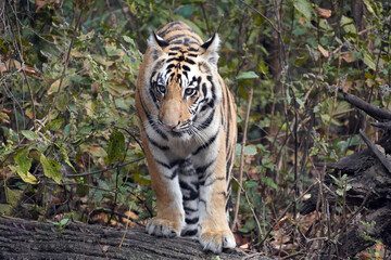 Tigre du Bengale (Panthera Tigris Tigris) dans le parc national de Bandhavgarh , Madhya Pradesh , Inde