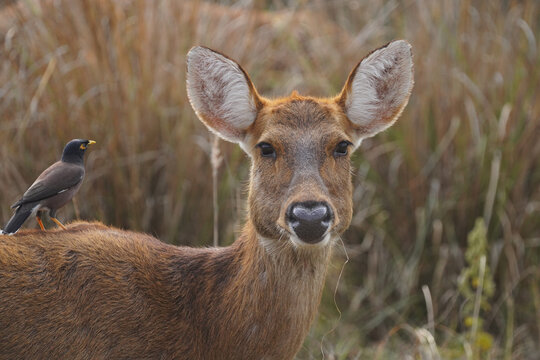 Cerf axis(Axis axis) dans le parc national de Kanha, Madhya Pradesh, Inde