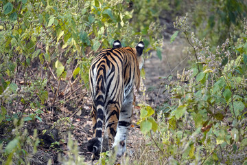 Tigre du Bengale (Panthera Tigris Tigris) dans le parc national de Bandhavgarh , Madhya Pradesh , Inde