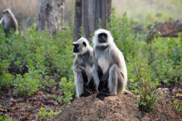 Obraz premium Singes Langur dans le parc national de Bandhavgarh, Madhya Pradesh, Inde