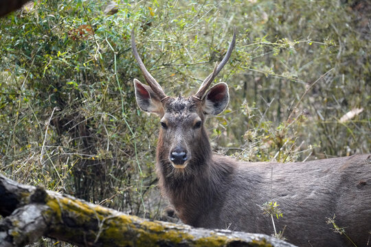 Cerf des marais (Barasingha - Rucervus duvaucelii) dans le Parc national de Bandhavgarh. Madhya Pradesh, Inde