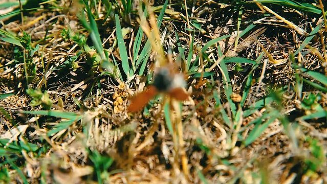 Common cockchafer beetle trying out its wings in the undergrowth close-up footage