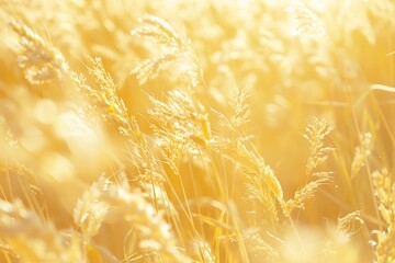 Golden wheat swaying in a soft summer breeze