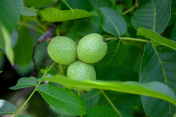 Green walnuts growing on a tree branch..