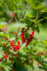 Branch of ripe red currant on currant bush in a garden.