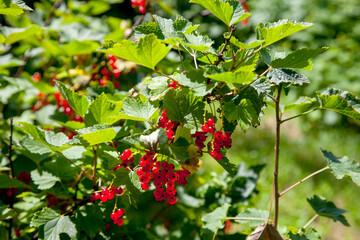 Branch of ripe red currant on currant bush in a garden.