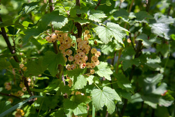 Brush of white currant berries among green leaves.