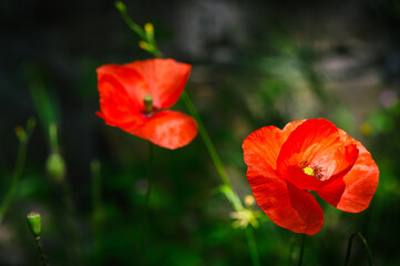 Fototapeta premium wild red poppy flowers. large poppy field, beautiful flowers. 3