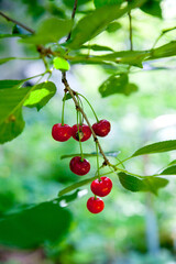 Red ripe juicy cherries berries hanging on cherry tree branch. .