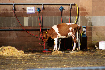 young dairy cow tied to a wall for washing