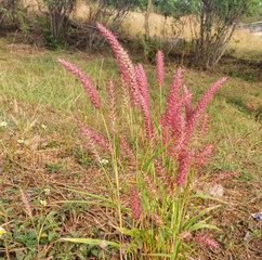 Flowers blooming in green grass lawn, nature photography, natural gardening background, floral wallpaper 