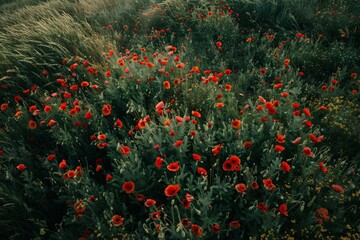Blooming red poppy in a wheat field - Papaver rhoeas .. Beautiful simple AI generated image in 4K, unique.