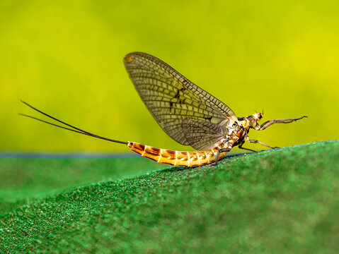 Common mayfly (Ephemera vulgata) sitting on an artificial grass.