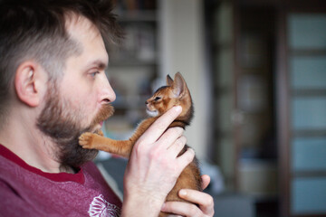 Close up of man playing with abyssinian ruddy kitten. Surprised man looking at red kitten. Pets...