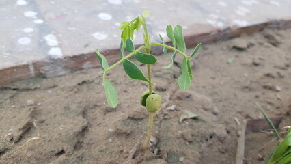 potato tamarind plant 