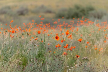 View from slightly above of a red blooming poppy field in Rhineland-Palatinate. Beautiful simple AI generated image in 4K, unique.