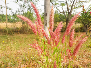 Flowers blooming in green grass lawn, nature photography, natural gardening background, floral wallpaper 