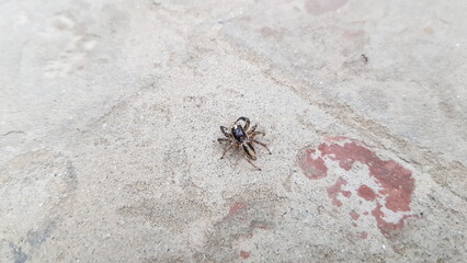 spider on the ground