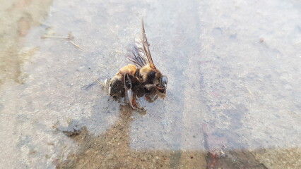 bee on the ground