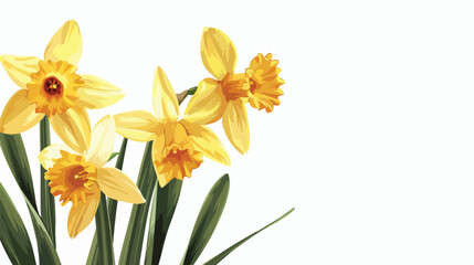 Fototapeta na wymiar Beautiful daffodils and greeting card on white background