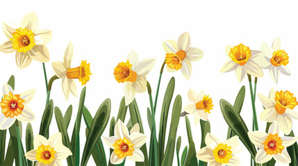 Beautiful daffodils on white background Vector style