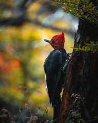 woodpecker during autumn in patagonia