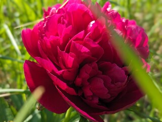 pink tulip flower